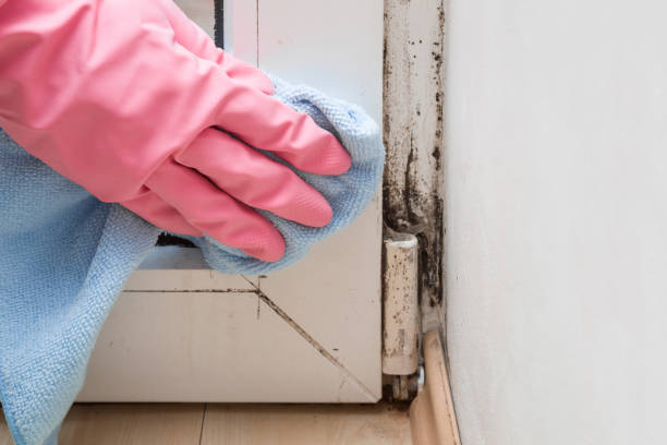 Best Attic Mold Remediation in Slater, IA
